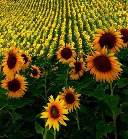 girasoles tuscany